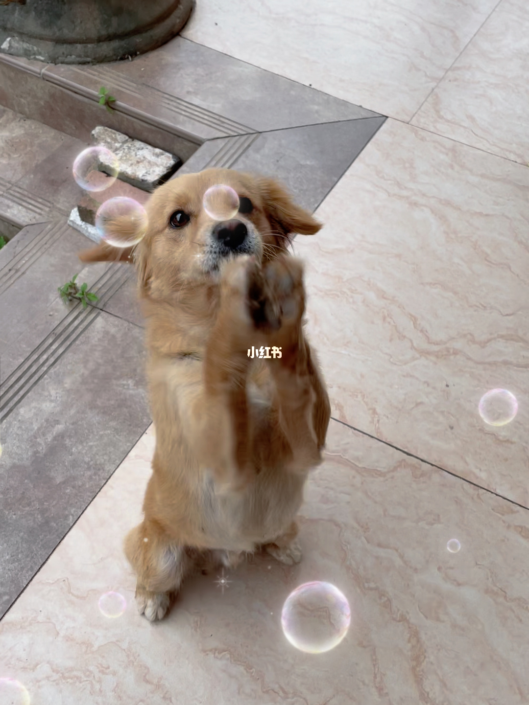 狗狗币 tp钱包_狗狗币钱包dogecoin_狗币钱包app