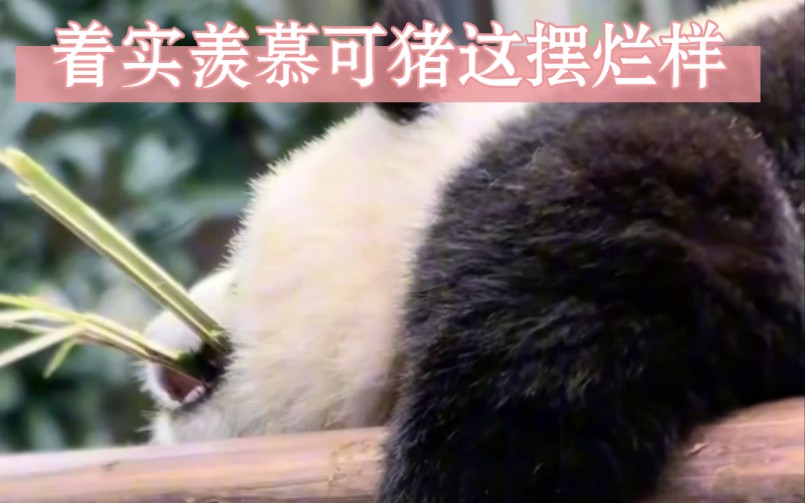songpal中文官方下载_中文官方下载_whatsapp中文官方下载