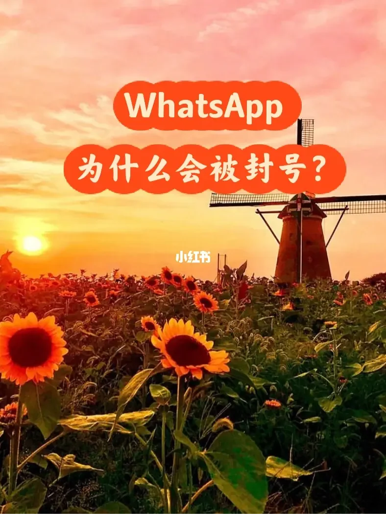 whatsapp是属于什么_whatsapp是免费的吗_属于是什么词